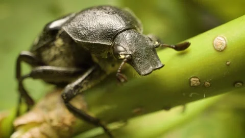 Close-up of variable chafer (Gnorimus variabilis), detailed macro insect 스톡 동영상 333001859