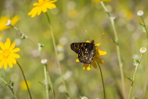 Close up of a variable checkerspot butterfly drinking nectar from a wildflowe Stock-Fotos
