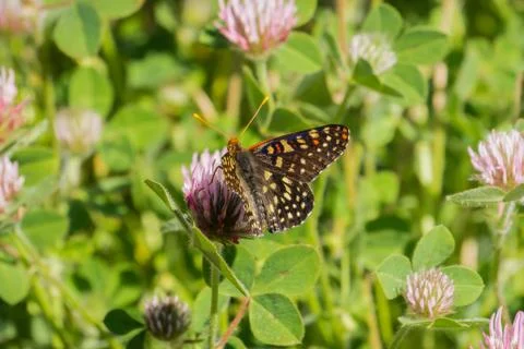 Close up of a variable checkerspot butterfly drinking nectar from a rose clov 스톡 사진