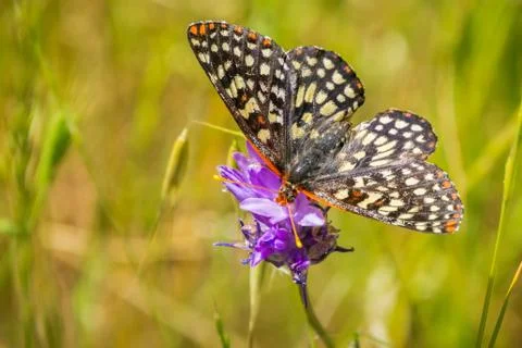 Close up of a variable checkerspot butterfly drinking nectar from a blue dick Stock-Fotos