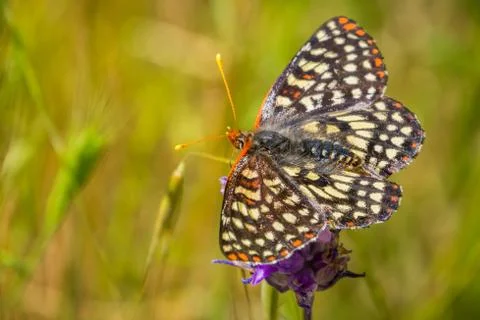 Close up of a variable checkerspot butterfly drinking nectar from a blue dick Stock-Fotos