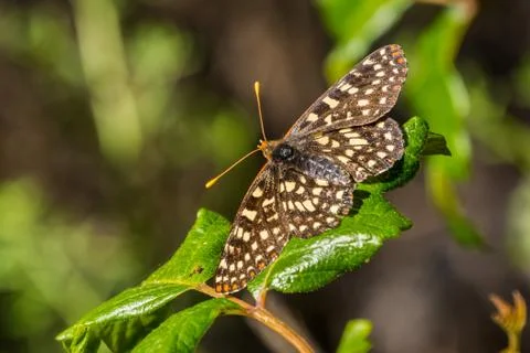 Close up of a variable checkerspot butterfly resting on a poison oak leaf, Sa Fotos de archivo