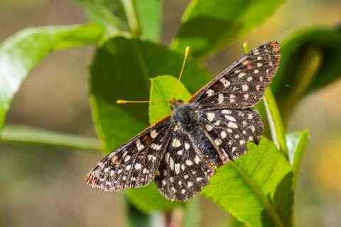 Close up of a variable checkerspot butterfly, San Francisco bay area, Califor Stock Photos