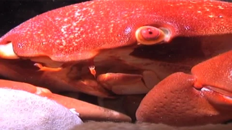 Close Up Of Variable Coral Crab (Carpillius convexus) 스톡 동영상 300069047