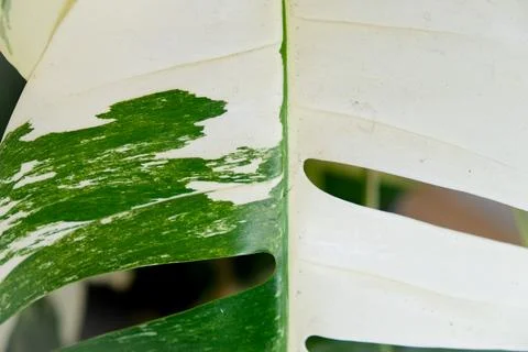 Close-up of variegated Epipremnum Pinnatum leaf in a home garden Stock Photos