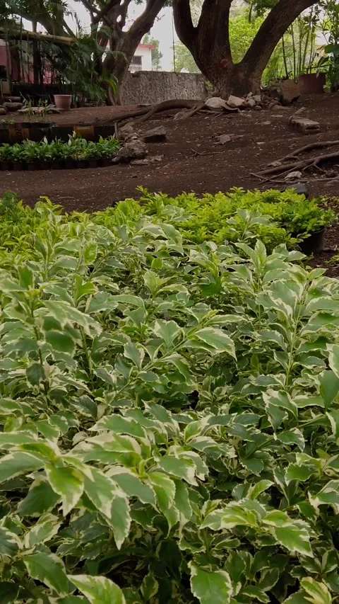 Close Up of Variegated Green Shrubs Growing in Landscaped Garden Bed Outdoors Stock Footage 337972002