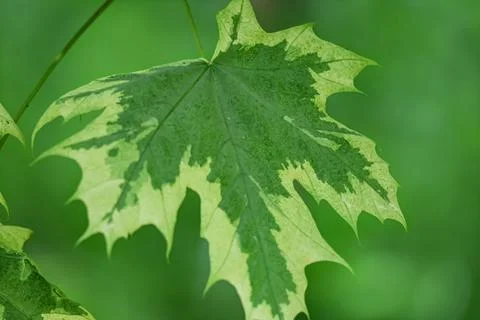 Close-up of a variegated maple leaf with striking green and yellow patterns Stock Photos