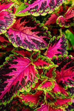 Close up of variegated pink and green Coleus plant. Painted nettle. Foto stock