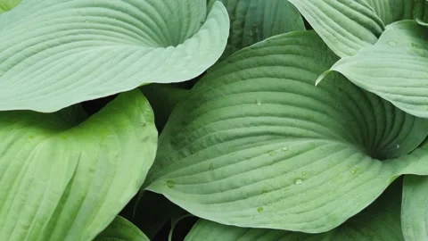 A close up of a varigated hosta plant. Stock-Footage 150190849