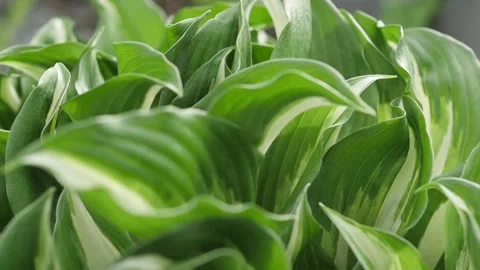 A close up of a varigated hosta plant. Stock Footage 150194493