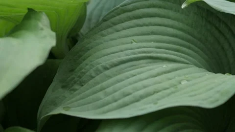 A close up of a varigated hosta plant. Stock-Footage 150249391