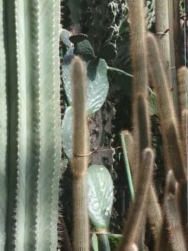 Close-up of Various Cactus Textures and Spines Stock Photos
