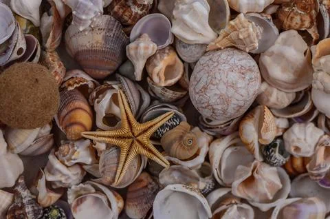 Close-up of various Mediterranean shells as background 2 스톡 사진