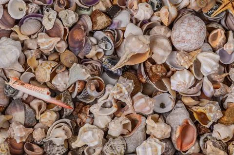 Close-up of various Mediterranean shells as background 3 스톡 사진
