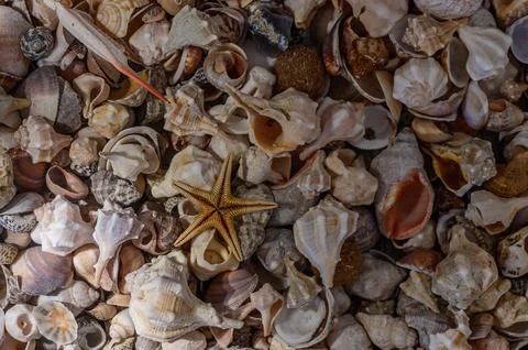 Close-up of various Mediterranean shells as background Stock Photos