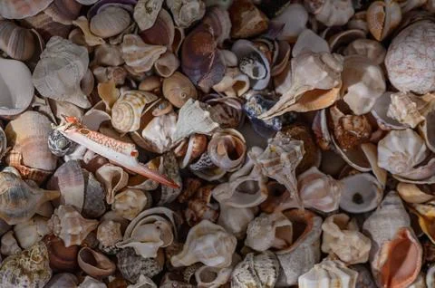Close-up of various Mediterranean shells as background 1 Stock Photos