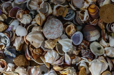 Close up of various Mediterranean shells scattered on table 스톡 사진