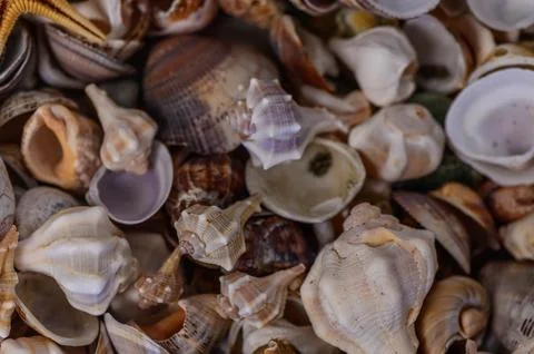 Close up of various Mediterranean shells as texture 1 Stock Photos