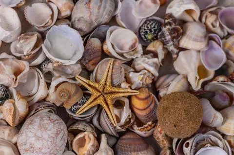 Close up of various Mediterranean shells as texture 2 Stock Photos