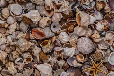 Close up of various Mediterranean shells as texture Stock Photos