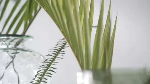 Close up Various plants focus change Stock Footage 103855804