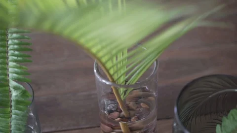 Close up of Various plants in jars pan Stock Footage 103855077