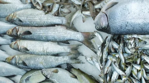 Close-up of various seafood on ice Stock-Footage 256240472