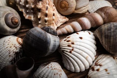 Close-up of various seashells showcasing intricate textures on a wooden Stock Photos