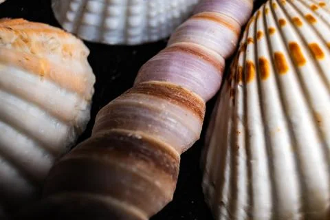 Close-up of various shell textures showcasing intricate patterns and colors Stock Photos