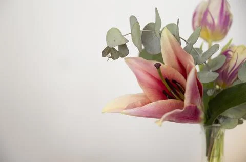 Close up vase with lily eucalyptus populus leaves tulip against white background Stock Photos