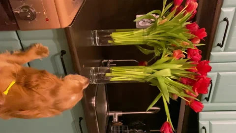 Close-up of a vase with tulips in the kitchen and dog want to play. Video Stockbeeldmateriaal 150098891