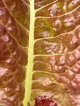 Close up vegetable (4) Stock Photos