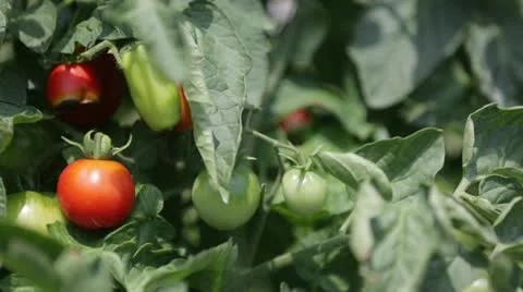 Close up of vegetable crops Stock Footage 21788388