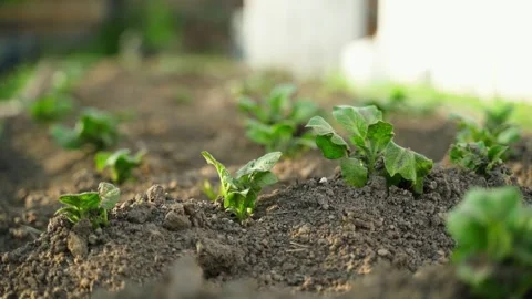 Close-up of a vegetable garden bed with sprouted potato seeds Video stock 311001403