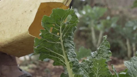 Close up of vegetables being watered in a farm. Stock Footage 319990086