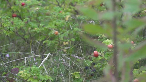 Close Up of Vegetation along a Welsh Beach Stock Footage 293095046