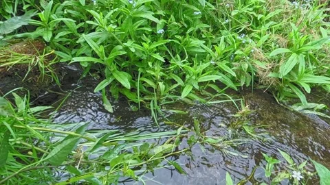 Close vegetation beside stream with small flowers and water flow Stock Footage 317166718