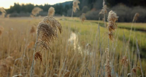 Close up of vegetation in front of a small stream in the beautiful nature in the Stock Footage 129408035