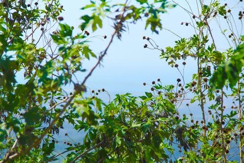 Close-up of vegetation on the sky background Stock Photos