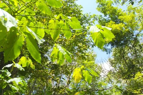 Close-up of vegetation on the sky background Stock Photos