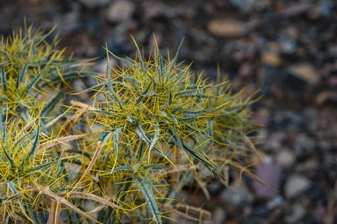 Close-up of vegetation with visible thorns Foto stock