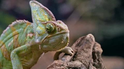 A Close-Up of a Veiled Chameleon Perched on a Branch Stock Footage 295745005