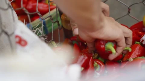 Close Up of Vendor Selecting Fresh Mini Sweet Peppers from Basket Stock Footage 341312199