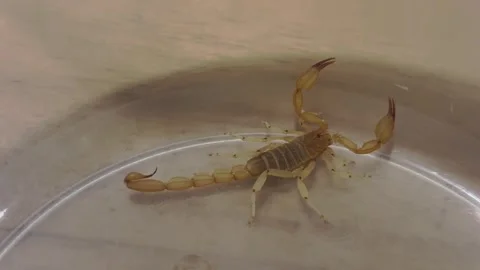 Close Up of a Venomous Scorpion Inside a Plastic Container 스톡 동영상 346654305