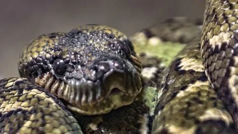 Close up of a venomous snake s head with intricate scales Stock Photos