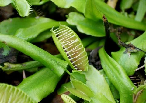 Close up of Venus flytrap, a carnivorous plant Stock Photos