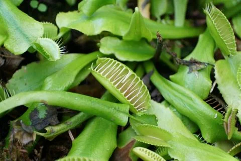 Close up of Venus flytrap, a carnivorous plant Stock Photos