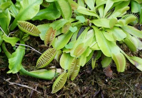 Close up of Venus flytrap, a carnivorous plant Stock Photos