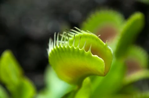 Close-up of Venus flytrap in garden bed Stock Photos