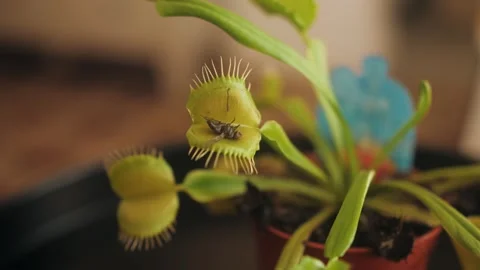 Close up of Venus flytrap or Dionaea muscipula carnivorous plant. Stock Footage 253194329